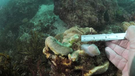 A-scuba-diver-taking-measurement-and-data-collection-on-a-sea-creature-in-the-ocean-underwater