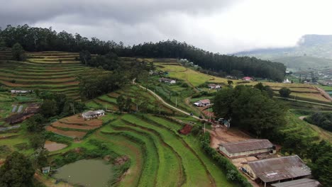 Teeplantagen-Im-Land-Sri-Lanka