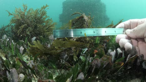 Marine-citizen-science-research-underwater-measurement-and-data-collection-on-ocean-seagrass-and-coral