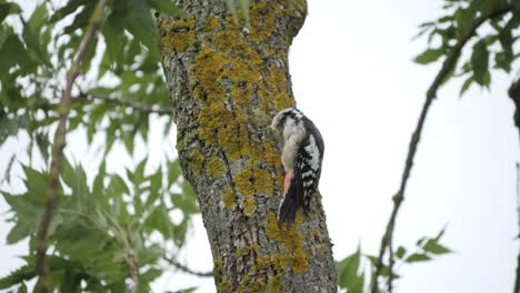 Great-spotted-woodpecker-scratch-neck,-slow-motion