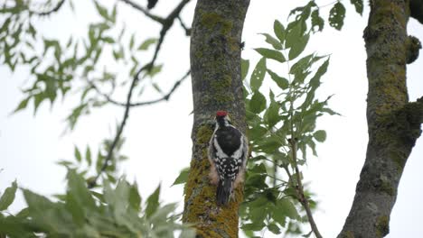 Middle-spotted-woodpecker-peck-wood