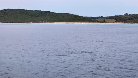 Pod-of-whales-breaching-in-the-early-hours-of-the-morning-close-to-the-coastline
