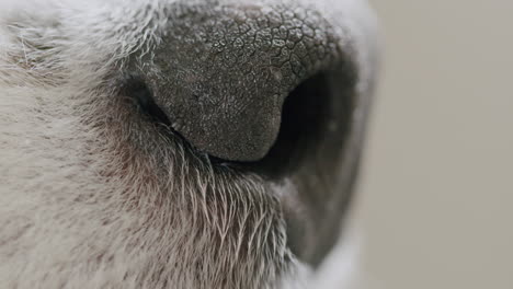 Extreme-close-up-shot-of-the-snout-of-a-cute-Australian-shepherd