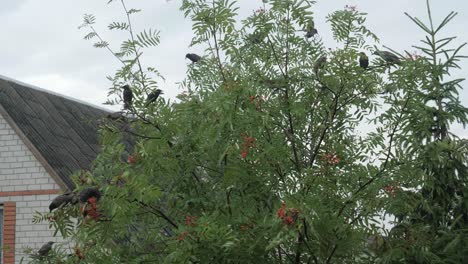 Many-birds-on-ashberry-tree