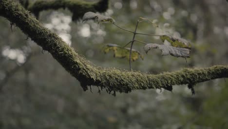 Mossy-covered-branches-in-a-dark-woodland-area-in-England
