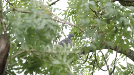 Common-wood-pigeon-sit-on-branch-and-look-around
