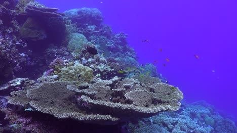 Arrecife-De-Coral-Del-Mar-Rojo-Con-Coral-De-Mesa-Grande.