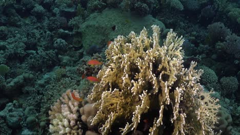 Feuerkorallen-Und-Orangefarbene-Anthias-Rifffische-Im-Roten-Meer