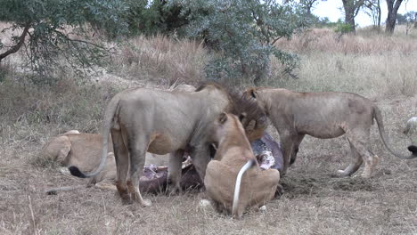 Male-lion-walks-towards-hippo-carcass-and-chases-young-lion