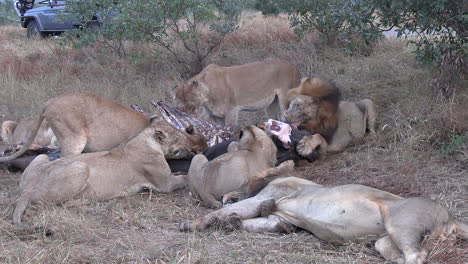 Wilde-Löwen-Ernähren-Sich-Von-Nilpferden-Im-Afrikanischen-Wildpark