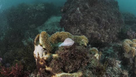 Meeresschnecke,-Kaurimuschel,-Meerestier,-Das-Sich-Auf-Einem-Weichkorallenriff-Tief-Unter-Dem-Ozean-Bewegt