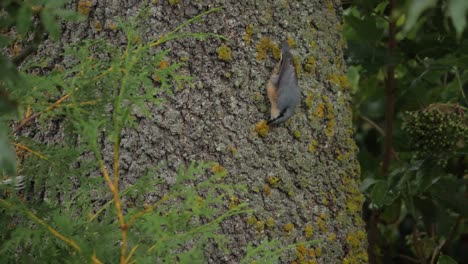Eurasian-nuthatch-peck-wood-upside-down,-static-slow-motion