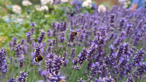 Lavender,-Bees,-Bumblebees:-A-Pollination-Symphony