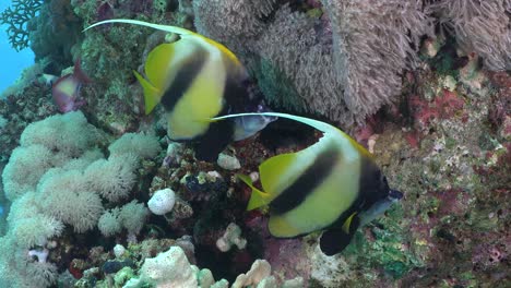 Dos-Peces-Estandarte-Muy-Cerca-De-Un-Colorido-Arrecife-De-Coral