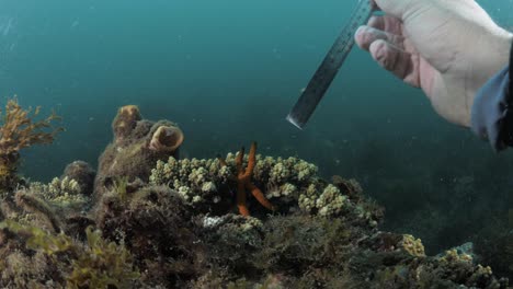 Marine-citizen-science-research-underwater-measurement-and-data-collection-on-Starfish-in-the-ocean