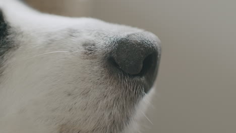 Close-up-shot-of-the-snout-of-a-cute-Australian-shepherd