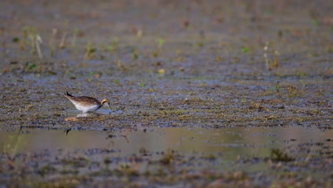 Pheasant-tailed-Jacana-Bird-in-Wetland