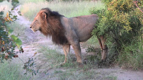 A-dominant-male-lion-marking-his-territory