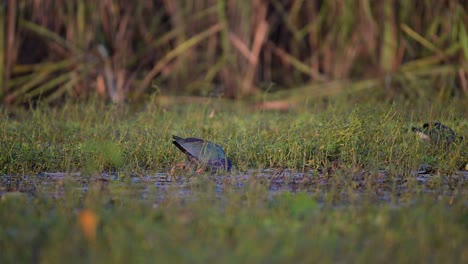 Grey-hooded-Swamp-hen-in-wetland