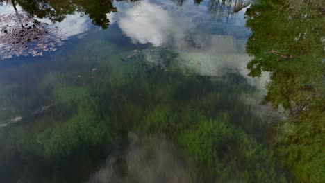 Tilt-Shot-from-Urban-Garden-Lake-with-Calm-Water-full-of-Algae-and-Sky-Reflection,-Pucon,-Chile