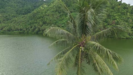 Aerial-drone-shot-circling-a-large-palm-tree-next-to-Mahucdam-Lake-in-Surigao-Del-Norte,-Philippines
