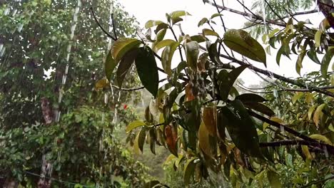 Heavy-rainfall-splashing-onto-a-the-foliage-of-a-mango-tree-during-a-tropical-storm-in-the-Philippines