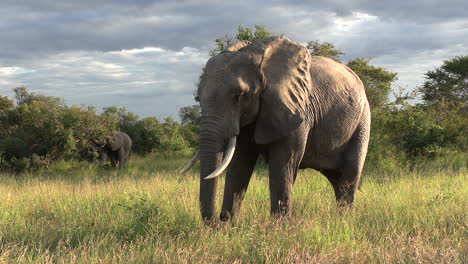 Nahaufnahme-Einer-Elefantendame,-Die-Zur-Goldenen-Stunde-Weidet,-Atemberaubende-Afrikanische-Landschaft