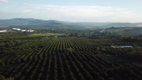 Morning-drone-shot-of-a-citrus-and-macadamia-nut-farm-in-the-Schagen-Valley-on-the-Maputo-Corridor,-Mbombela,-Nelspruit,-South-Africa