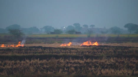 Stoppelverbrennung-Von-Resten-Der-Reis--Oder-Reisfeldernte,-Was-Zu-Smog-Und-Starker-Luftverschmutzung-In-Delhi-Punjab-Haryana-In-Indien-Führt