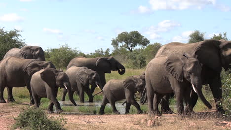 Wild-Elephants-at-Watering-Hole-in-African-Game-Park