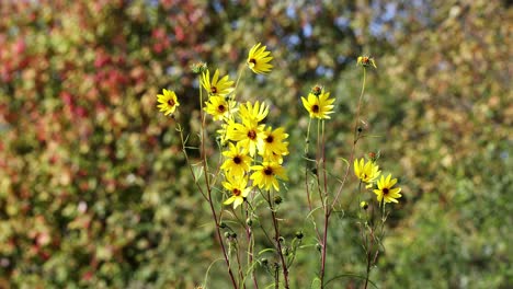 Helianthus-Salicifolius-Gelbe-Sonnenblumen-Im-Herbst