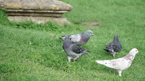 Some-pigeons-walk-and-eat-on-a-meadow-4k