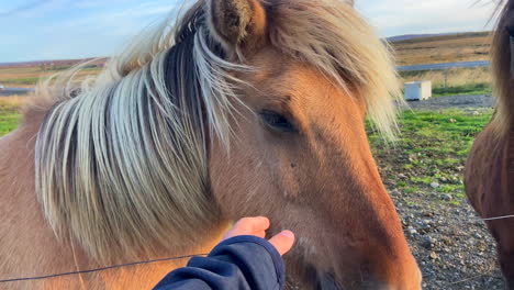 Close-up-caressing-a-cute-Icelandic-horse-in-countryside-at-sunset