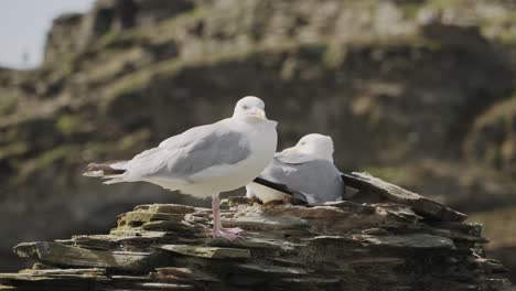 Seagulls-sitting-on-the-ruins-of-a-castle-on-a-windy-and-sunny-summer-day-in-England-4k