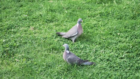 Two-pigeons-flapping-their-wings-to-get-away-from-each-other,-4k-slow-motion