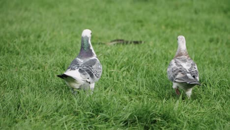 Two-white-pigeons-walking-on-the-grass