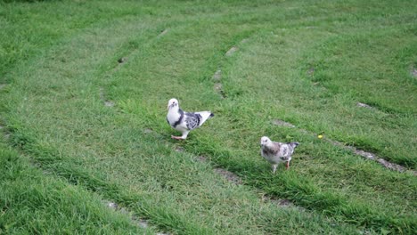 Some-pigeons-seek-food-on-a-meadow