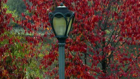 Eine-Luftaufnahme-Aus-Geringer-Höhe-Eines-Baumes-Mit-Roten-Blättern-In-Einem-Park-An-Einem-Bewölkten-Herbsttag