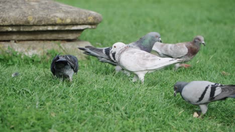 Some-pigeons-seek-food-on-a-meadow-4k
