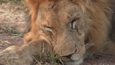 Close-up-of-a-scarred-male-lion-sleeping-under-the-sun
