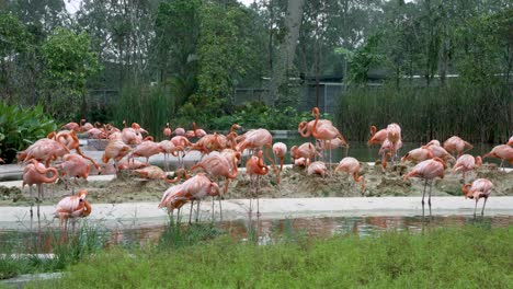 Große-Gruppe-Amerikanischer-Flamingos,-Die-Neben-Dem-Wasserspiel-Im-Zoo-Stehen