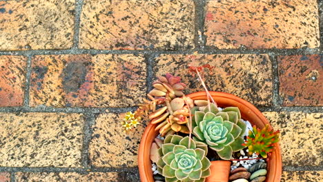 Echeveria-desert-rose-succulents-creatively-arranged-in-pot