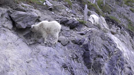 Young-female-mountain-goat-walking-on-rocks-in-the-Canadian-rockies