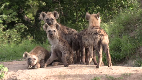 Cute-hyena-cubs-waiting-at-the-den-for-the-adults-to-return