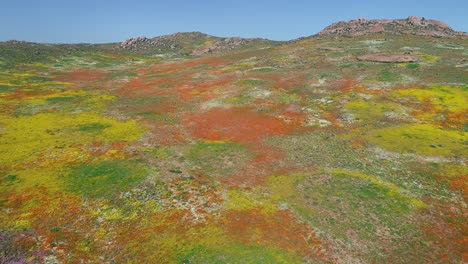 Aerial-view-of-the-spectacular-colorful-annual-wildflowers-of-Namaqualand,-Northern-Cape,-South-Africa