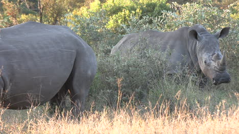 Rinocerontes-Blancos-Pastando-En-El-Soleado-Parque-De-Caza-Africano