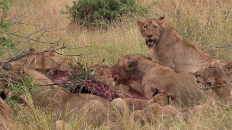 A-pride-of-lions-feed-together-on-a-fresh-kill