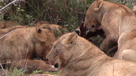 Lions-viciously-competing-for-food-as-the-pride-feasts-on-a-carcass
