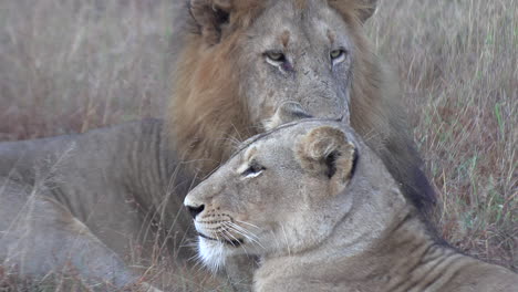 Close-Up-of-Resting-Lions-in-the-Wild