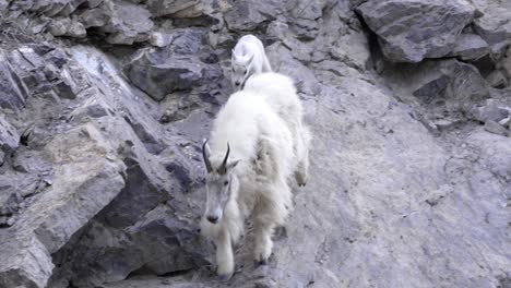 Nanny-and-Kid-mountain-goat-in-the-Canadian-rockies-walk-in-mountains